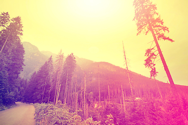 포토 JPG 해외이미지 나무 구름 계절 분홍색 백그라운드 컨셉 밭 자연 하늘 추상 오리 풍경 잔디 사람없음 야외 목재 여름 파란색 태양 갈색 일출 일몰 봄 활발 수확 가을 얼룩 개울 저녁 숲 땅 언덕 복고 엽서 장면 그런지 넘어짐 소셜네트워크 옛날 평야 수평선 해외포토 자연요소 식물 컬러 무늬 농업 재료 모션 조류 강 노을 야간 편지 생태계 파일형식 이미지허브