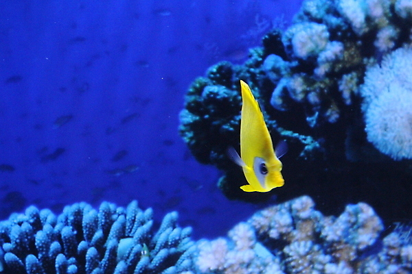 포토 JPG 해외이미지 동물 야생동물 바다 여행 백그라운드 자연 어류 동양인 사람없음 물 파란색 컬러풀 일본 검은색 수중 흰색 황금 큼 다이빙 수족관 잉어 내추럴 이국적 해외포토 자연요소 아시아 컬러 인종 수영 수중동물 크기 생태계 수중스포츠 파일형식 이미지허브