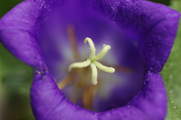 포토 JPG 해외이미지 식물 꽃잎 꽃 꽃무늬 사람없음 파란색 보라색 봄 들꽃 벚꽃 종 흰색 내추럴 블루벨 해외포토 계절 컬러 무늬 파일형식 이미지허브