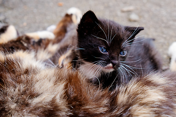 포토 JPG 해외이미지 동물 응시 행복 얼굴 장난 포유류 털 앉기 사람없음 야외 파란색 반려동물 검은색 고양이 아기 관찰 작음 부드러움 혼자 해외포토 시선 감정 컬러 모션 사람 신체부위 감각 크기 파일형식 이미지허브