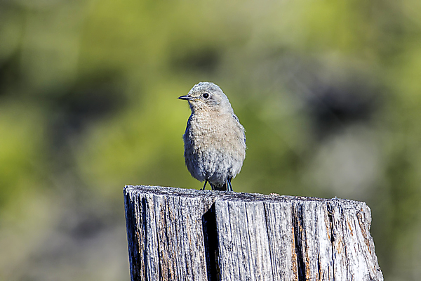 포토 JPG 해외이미지 동물 여자 야생동물 백그라운드 날개 자연 조류 종류 사람없음 야외 파란색 컬러풀 미국 봄 깃털 꼬리 부리 내추럴 경보 동물상 서쪽 해외포토 계절 컬러 북아메리카 사람 조형물 방향 생태계 파일형식 이미지허브