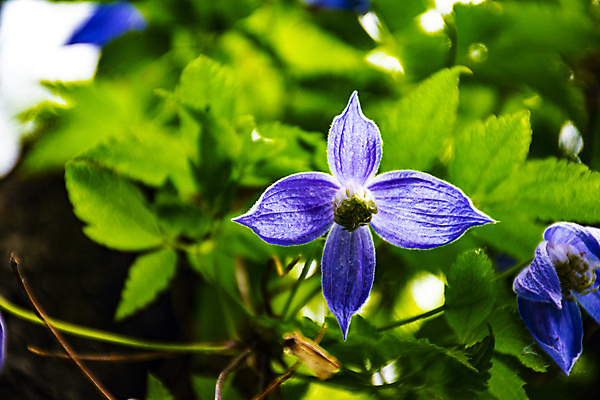 포토 JPG 해외이미지 식물 계절 꽃잎 꽃 리본 분홍색 백그라운드 잎 꽃무늬 패턴 자연 벽지 수채화 미술 사람없음 장식 초록색 여름 세트 정원 봄 수확 벚꽃 가을 흰색 인쇄 수집 포장지 그림 질감 테이프 내추럴 고립 해외포토 컬러 무늬 농업 포장 문화예술 문구용품 생태계 파일형식 이미지허브