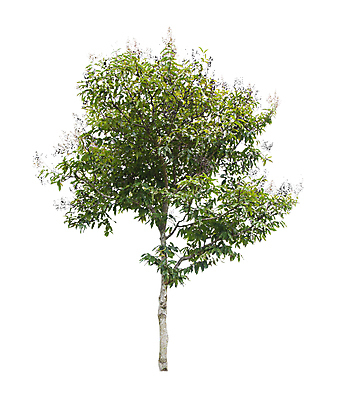 포토 JPG 해외이미지 나무 식물 계절 줄기 백그라운드 낙엽 잎 자연 사람없음 야외 목재 초록색 환경 정원 봄 성장 덮개 흰색 나뭇가지 숲 큼 자르기 수집 심볼 오브젝트 싱글 에코 나무껍질 고립 생태학 옛날 그리너리 해외포토 교육 컬러 재료 모션 뚜껑 껍질 크기 생태계 파일형식 트랜드컬러 이미지허브