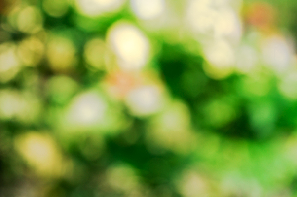 포토 JPG 해외이미지 모양 나무 디자인 계절 백그라운드 컨셉 단풍 잎 패턴 자연 아침 추상 미술 사람없음 가로 초록색 컬러풀 햇빛 태양 환경 정원 맑음 봄 성장 신선 원형 소프트포커스 숲 부드러움 광 해외포토 주간 자연요소 도형 식물 컬러 무늬 날씨 문화예술 촬영기법 감각 생태계 파일형식 이미지허브