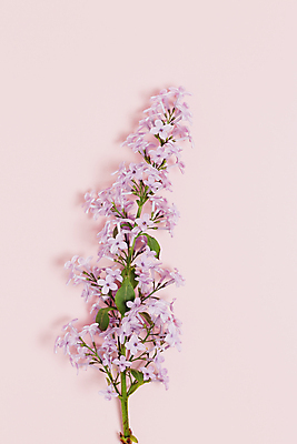 포토 JPG 해외이미지 식물 계절 꽃잎 꽃 백그라운드 잎 꽃무늬 자연 사람없음 우주 보라색 봄 벚꽃 나뭇가지 신선 개화 자주색 제비꽃 순수 향기 라일락 내추럴 고립 천진난만 카피스페이스 해외포토 나무 컬러 컨셉 무늬 공백 생태계 냄새 파일형식 이미지허브