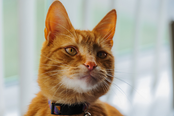 포토 JPG 해외이미지 동물 백그라운드 오렌지 창문 포유류 수염 주택 털 사랑 성인 사람없음 빛 반려동물 소파 고양이 가축 호랑이 기다림 모피 얼룩무늬 완벽 해외포토 감정 컨셉 무늬 의자 과일 모션 사람 건물 파일형식 이미지허브