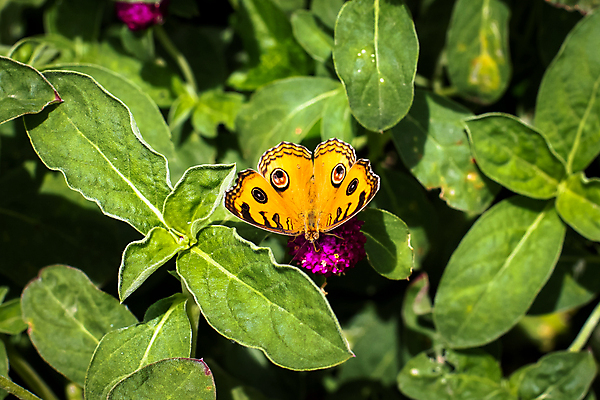 포토 JPG 해외이미지 디자인 꽃 음식 나비 곤충 백그라운드 패턴 날개 오렌지 자연 사람없음 초록색 여름 컬러풀 정원 맑음 봄 오픈 벌레 묘사 캄보디아 꿀 나방 내추럴 수유 해외포토 식물 동물 계절 아시아 컬러 무늬 과일 날씨 생태계 파일형식 이미지허브