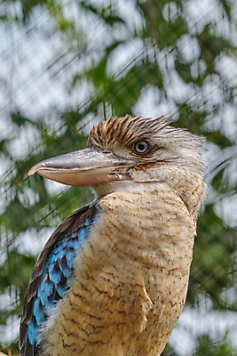 포토 JPG 해외이미지 나무 동물 야생동물 상징 백그라운드 날개 자연 조류 웃음 앉기 사람없음 야외 파란색 컬러풀 검은색 바위 나뭇가지 황무지 보호 숲 큼 깃털 묘사 부리 영토 육식동물 색동 잭 내추럴 물총새 해외포토 식물 컬러 컨셉 모션 표정 돌_바위 크기 생태계 파일형식 이미지허브
