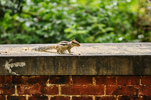 포토 JPG 해외이미지 식물 동물 공원 아시아 야생동물 백그라운드 포유류 자연 털 돌담 종류 손바닥 사람없음 야외 목재 장식 초록색 환경 정원 줄무늬 도시 설치류 숲 작음 먹이 인도인 묘사 질감 꼬리 다람쥐 서식지 내추럴 동물상 해외포토 외국인 나무 손 공공시설 나라 컬러 무늬 재료 동양인 담장 조형물 돌_바위 크기 생태계 파일형식 이미지허브