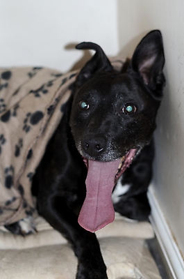 포토 JPG 해외이미지 동물 얼굴 새끼 포유류 털 사람없음 반려동물 검은색 입 개 강아지 무서움 테리어 혀 고민 귀 잡종 송곳니 기르기 반응 총구 해외포토 감정 컬러 신체부위 치아 돌봄 파일형식 이미지허브