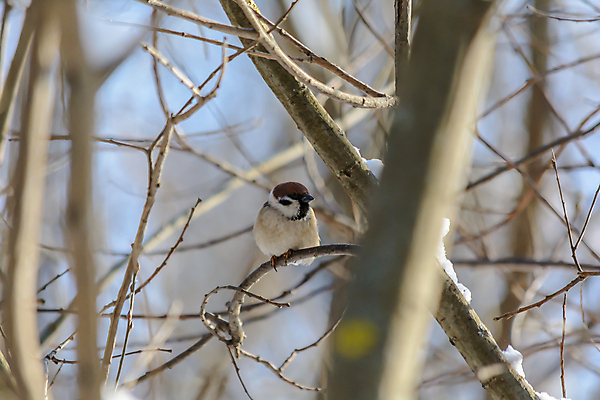 포토 JPG 해외이미지 나무 식물 동물 계절 공원 야생동물 백그라운드 겨울 날개 자연 조류 날씨 사람없음 야외 목재 햇빛 태양 환경 정원 맑음 냉동 추위 나뭇가지 숲 작음 깃털 꼬리 서리 부리 참새 내추럴 동물상 눈내림 해외포토 자연요소 공공시설 재료 눈_날씨 조형물 크기 생태계 파일형식 이미지허브