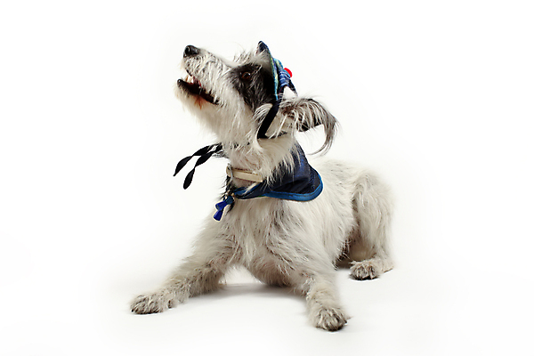 포토 JPG 해외이미지 동물 1 응시 행복 백그라운드 포유류 휴가 털 실내 앉기 사람없음 빨간색 반려동물 산타클로스 할로윈 흰색 축하 유머 개 달콤 강아지 작음 옷입기 슛 송곳니 고립 기르기 유래 캡모자 테마 해외포토 모자_잡화 시선 감정 컬러 컨셉 크리스마스 모션 내부 맛 치아 크기 돌봄 파일형식 이미지허브