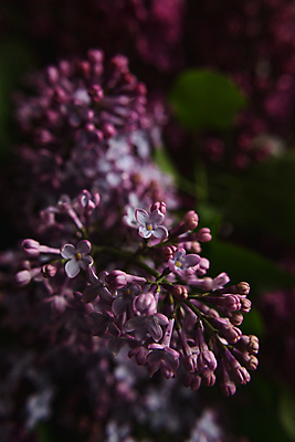 포토 JPG 해외이미지 식물 계절 꽃잎 꽃 결혼 백그라운드 잎 꽃무늬 패턴 자연 프레임 발렌타인데이 사랑 사람없음 장식 정원 보라색 봄 벚꽃 축하 인사 신용카드 생일 개화 다발 제비꽃 원예 향기 초대 라일락 내추럴 구성 해외포토 기념일 감정 컬러 컨셉 무늬 데이이벤트 이벤트 취미 금융 예절 생태계 냄새 파일형식 이미지허브