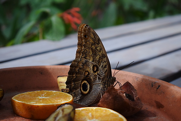 포토 JPG 해외이미지 동물 꽃 야생동물 섬 나비 곤충 백그라운드 잎 꽃무늬 날개 오렌지 자연 실내 사람없음 빨간색 초록색 여름 파란색 컬러풀 농장 정원 검은색 봄 벚꽃 닫기 보케 꿀 고립 동물상 해외포토 식물 계절 컬러 무늬 농업 과일 모션 내부 조형물 생태계 파일형식 이미지허브
