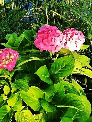 포토 JPG 해외이미지 나무 식물 여자 꽃잎 꽃 백그라운드 밭 가족 관리 사람 사람없음 야외 초록색 사무실 장미 정원 그룹 닫기 큼 브로콜리 다발 먼지 고립 많음 해외포토 컬러 컨셉 농업 채소 비즈니스 관계 모션 크기 파일형식 이미지허브