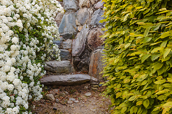포토 JPG 해외이미지 식물 꽃 아시아 잎 가족 안내 사람없음 장식 초록색 울타리 장미 계단 정원 봄 흰색 나뭇가지 개화 작음 4월 관목 반구 단계 세련 해외포토 나무 계절 나라 컬러 관계 담장 원형 날짜 크기 파일형식 이미지허브