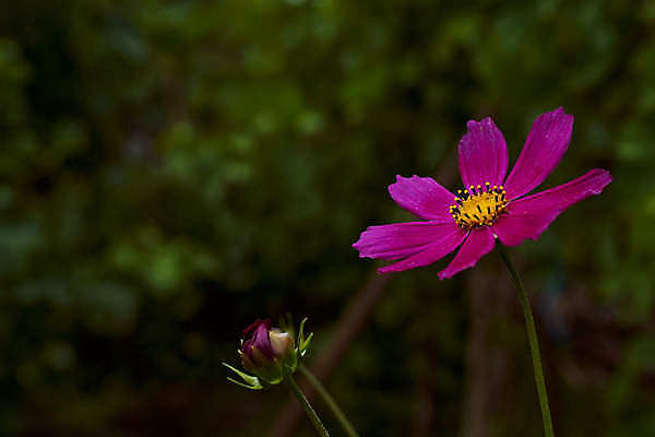 포토 JPG 해외이미지 스튜디오촬영 1 꽃잎 꽃 클리핑패스 분홍색 잎 손가락 자연 실내 사람없음 야외 컬러풀 한개 장미 보라색 사진촬영 성장 흰색 신선 우아함 닫기 계획 자르기 제비꽃 싱글 심플 머리위 꽃가루 부드러움 라벤더 고립 히비스커스 해외포토 식물 손 컬러 컨셉 모션 내부 촬영 감각 가루 허브 생태계 파일형식 이미지허브