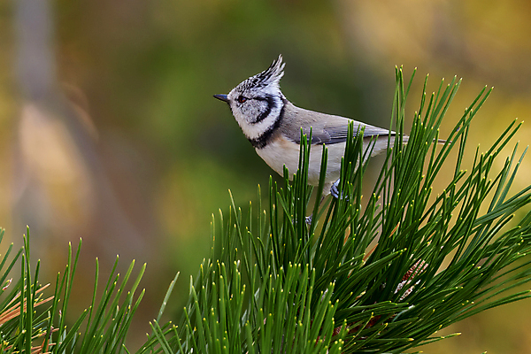 포토 JPG 해외이미지 나무 동물 유럽 야생동물 날개 자연 조류 왕관 앉기 사람없음 야외 가로 햇빛 환경 나뭇가지 분위기 개 숲 작음 집중 깃털 생태계 꼬리 부리 심플 갈기 서식지 감탄 생태학 부족함 해외포토 식물 교육 나라 컨셉 포유류 모션 태양 크기 파일형식 이미지허브