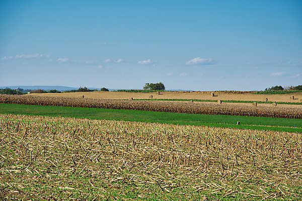 포토 JPG 해외이미지 동물 종교 밭 농업 가족 자연 안테나 옥수수 풍경 소년 사람없음 빨간색 초록색 파란색 농작물 농장 농경지 맑음 장비 수확 가을 시골 업무 작업 당기기 농부 땅 복고 먼지 구식 드론 로딩 밭일 옛날 해외포토 직업 계절 남자 산업 어린이 컬러 통신 관계 모션 날씨 곡류 생태계 파일형식 이미지허브