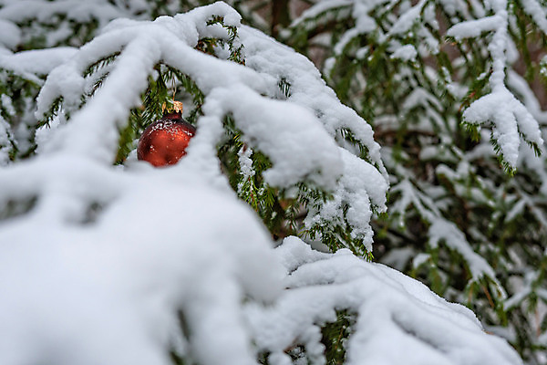 포토 JPG 해외이미지 나무 계절 공원 행복 백그라운드 크리스마스 겨울 공 자연 휴가 새로움 기념 매달리기 사람없음 야외 목재 장식 빨간색 장난감 추위 흰색 나뭇가지 축하 눈송이 선택 숲 연도 서리 보케 전나무 내추럴 폭설 눈내림 해외포토 식물 공공시설 기념일 감정 컬러 컨셉 재료 모션 눈_날씨 자연재해 생태계 파일형식 이미지허브