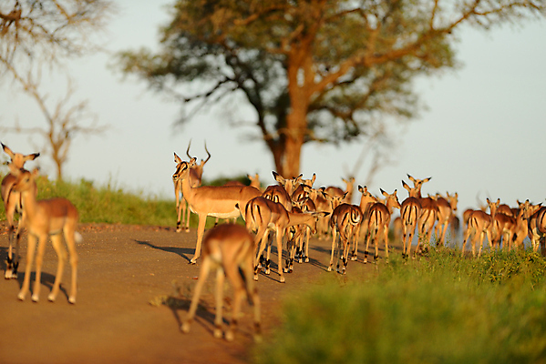 포토 JPG 해외이미지 동물 야생동물 포유류 가족 아프리카 자연 엄마 동물원 사람없음 아기 신생아 영양 내추럴 송아지 나미비아 남아프리카 동물상 사바나 앙골라 많음 해외포토 나라 새끼 컨셉 관계 사람 조형물 소 생태계 파일형식 이미지허브