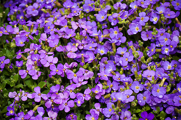 포토 JPG 해외이미지 식물 계절 꽃잎 꽃 줄기 백그라운드 잎 꽃무늬 밭 자연 휴가 발렌타인데이 선물 사랑 사람없음 장식 초록색 파란색 컬러풀 정원 봄 활발 튤립 벚꽃 신선 개화 다발 내추럴 해외포토 감정 컬러 컨셉 무늬 농업 데이이벤트 생태계 파일형식 이미지허브