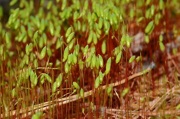 포토 JPG 해외이미지 식물 꽃잎 자연 이끼 사람없음 봄 숲 그리너리 해외포토 계절 꽃 생태계 파일형식 트랜드컬러 이미지허브