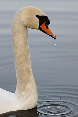 포토 JPG 해외이미지 동물 조류 사람없음 흰색 보호 큼 깃털 백조 멸종 무거움 해외포토 컬러 컨셉 무게 크기 파일형식 이미지허브