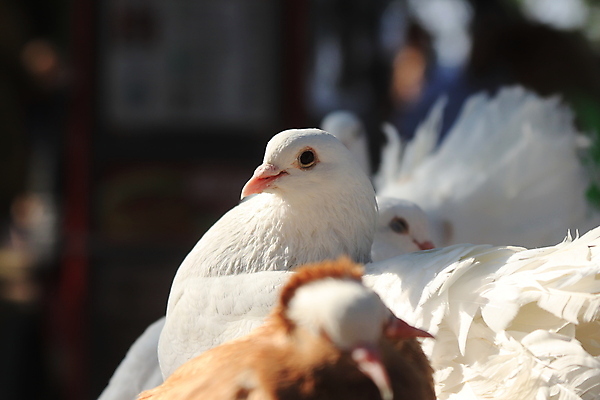 포토 JPG 해외이미지 포즈 사람없음 여름 카메라 흰색 깃털 비둘기 해외포토 계절 컬러 조류 전자제품 파일형식 이미지허브