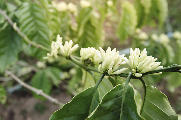 포토 JPG 해외이미지 나무 식물 열매 꽃 산업 커피 음료 음식 백그라운드 잎 농업 과일 자연 추상 콩 사람없음 야외 가로 초록색 농장 수확 성장 벚꽃 흰색 나뭇가지 신선 주식 숲 굽기 유기농 내추럴 과테말라 단절 무료 숙성 아라비카 카페인 해외포토 웰빙 컬러 무늬 곡류 금융 중앙아메리카 구이 생태계 파일형식 이미지허브