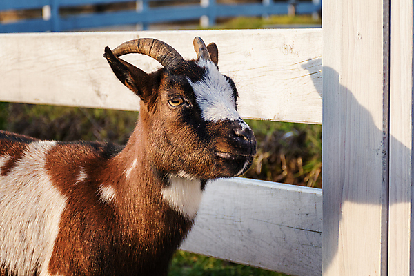포토 JPG 해외이미지 동물 행복 밭 농업 포유류 자연 하늘 염소 사람없음 야외 목재 울타리 농장 가축 시골 방목 네덜란드 미니 밭일 반추동물 해외포토 나무 감정 유럽 산업 재료 담장 축산업 생태계 파일형식 이미지허브
