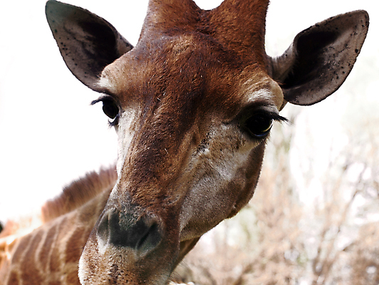 포토 JPG 해외이미지 동물 야생동물 포유류 아프리카 자연 털 동물원 서기 사람없음 황무지 큼 기린 코 귀 단봉낙타 해외포토 나라 모션 신체부위 크기 생태계 파일형식 이미지허브