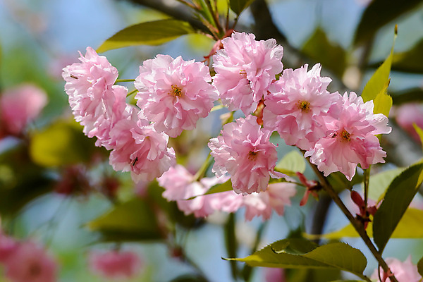 포토 JPG 해외이미지 나무 식물 계절 꽃잎 꽃 분홍색 잎 꽃무늬 자연 동양인 사람없음 정원 일본 봄 벚꽃 흰색 나뭇가지 신선 개화 체리 묘사 내추럴 해외포토 아시아 컬러 무늬 과일 인종 생태계 파일형식 이미지허브
