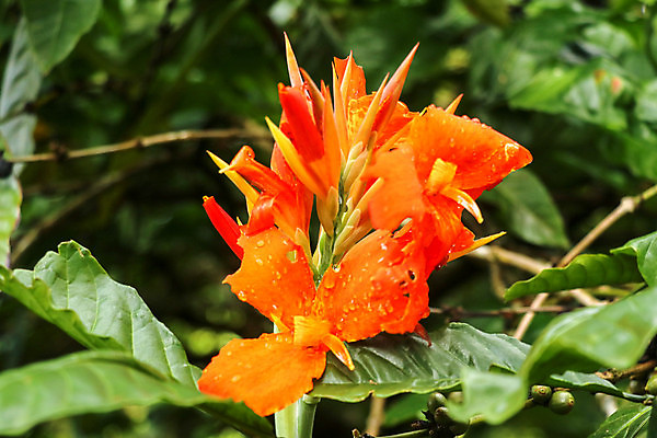 포토 JPG 해외이미지 식물 계절 꽃 백그라운드 잎 꽃무늬 오렌지 가족 자연 사람없음 빨간색 세로 초록색 물 여름 컬러풀 노란색 정원 봄 벚꽃 흰색 물방울 나뭇가지 오픈 이슬 백합 자르기 인도인 심볼 싱글 날카로움 슛 내추럴 고립 영원 해외포토 자연요소 외국인 나무 컬러 무늬 과일 관계 모션 동양인 생태계 파일형식 이미지허브