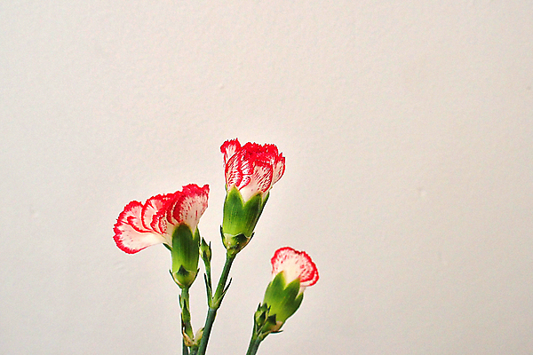 포토 JPG 해외이미지 꽃 사람없음 카네이션 해외포토 식물 파일형식 이미지허브