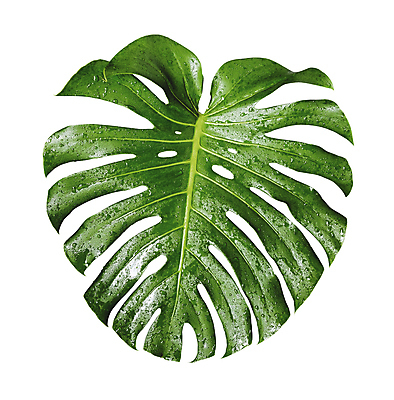 포토 JPG 해외이미지 나무 식물 계절 화초 클리핑패스 백그라운드 잎 자연 치즈 주택 손바닥 사람없음 장식 초록색 물 여름 환경 정원 검은색 어둠 봄 성장 흰색 물방울 신선 떨어짐 숲 이슬 스위스 원예 질감 내추럴 고립 해외포토 자연요소 손 유럽 컬러 컨셉 유제품 취미 건물 생태계 파일형식 이미지허브