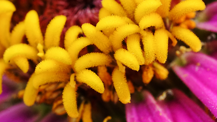 포토 JPG 해외이미지 식물 꽃잎 꽃 분홍색 꽃다발 백그라운드 꽃무늬 자연 사람없음 여름 컬러풀 노란색 머리 정원 봄 성장 벚꽃 흰색 신선 개화 싱글 코스모스 원예 꽃가루 부드러움 내추럴 강렬 해외포토 계절 컬러 무늬 취미 신체부위 감각 가루 생태계 파일형식 이미지허브