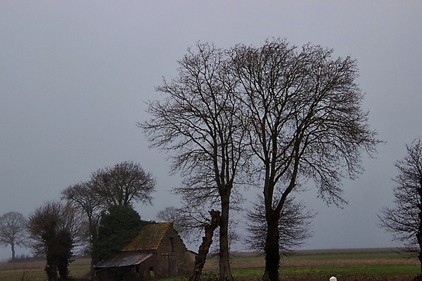 포토 JPG 해외이미지 나무 겨울 자연 사람없음 안개 해외포토 식물 계절 날씨 생태계 파일형식 이미지허브