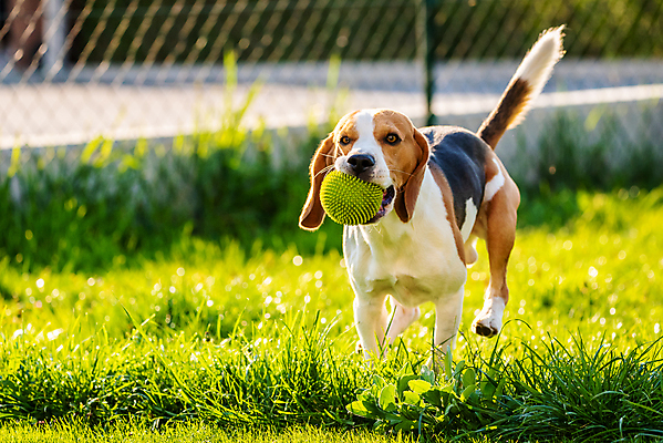 포토 JPG 해외이미지 동물 행복 포즈 밭 공 포유류 자연 놀이 사람없음 야외 초록색 반려동물 달리기 태양 정원 점프 봄 시골 개 달콤 작음 혀 속도 사냥개 비글 장면 송곳니 기르기 신앙심 유래 해외포토 자연요소 계절 감정 컬러 농업 모션 입 맛 치아 크기 생태계 돌봄 파일형식 이미지허브