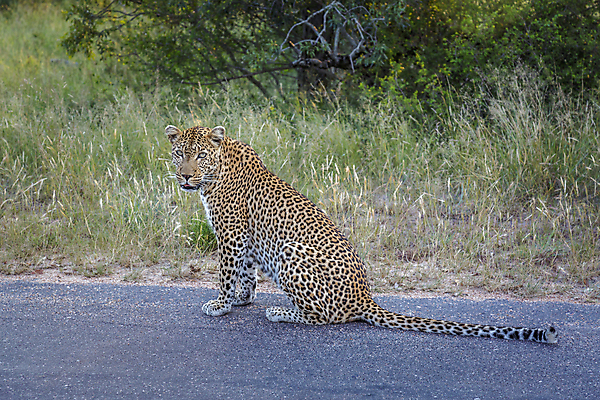 포토 JPG 해외이미지 동물 도로 야생동물 포유류 아프리카 자연 국립공원 앉기 풍경 사람없음 가로 고양이 황무지 보호 사파리 육식동물 표범 남아프리카 보츠와나 보호구역 해외포토 멸종위기종 공원 나라 길 컨셉 교통시설 모션 반려동물 생태계 구역 파일형식 이미지허브