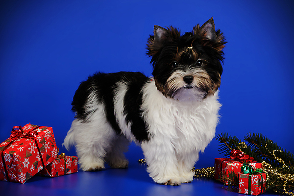 포토 JPG 해외이미지 동물 1 행복 새끼 백그라운드 새로움 털 미소 사람없음 빨간색 반려동물 귀여움 검은색 거울 흰색 개 달콤 강아지 작음 요크셔테리어 테리어 활 솜털 송곳니 기르기 비버 삼색 해외포토 감정 컬러 컨셉 포유류 표정 맛 치아 크기 돌봄 파일형식 이미지허브