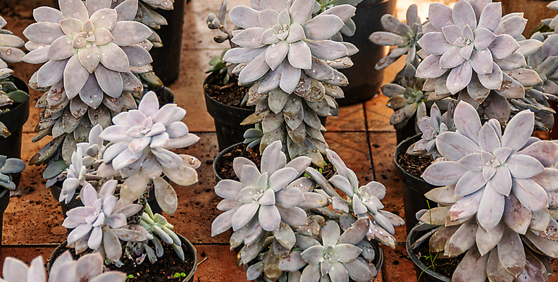 포토 JPG 해외이미지 식물 계절 꽃잎 꽃 백그라운드 잎 패턴 자연 선인장 주택 사람없음 장식 여름 환경 정원 보라색 미니어처 사막 껍질 가을 신선 뜨거움 원형 우아함 수집 원예 질감 리빙 내추럴 생태학 심기 영원 정물화 세련 해외포토 도형 교육 컬러 컨셉 무늬 모션 취미 건물 모형 그림 생태계 파일형식 이미지허브