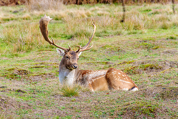 포토 JPG 해외이미지 동물 계절 공원 남자 야생동물 백그라운드 포유류 자연 사슴 뿔 사람없음 야외 초록색 여름 갈색 가을 흰색 숲 바퀴자국 해외포토 공공시설 컬러 자국 사람 생태계 파일형식 이미지허브