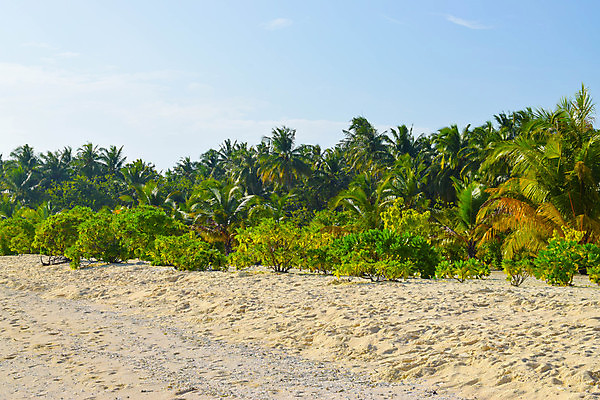 포토 JPG 해외이미지 나무 식물 모래 바다 섬 여행 백그라운드 자연 하늘 휴가 휴식 손바닥 그림자 풍경 사람없음 물 여름 파란색 햇빛 태양 맑음 침묵 시골 휴양지 코코넛 천국 석호 몰디브 이국적 터키석 파라다이스 해외포토 자연요소 손 계절 아시아 컬러 컨셉 과일 날씨 소리 장소 보석 생태계 파일형식 이미지허브