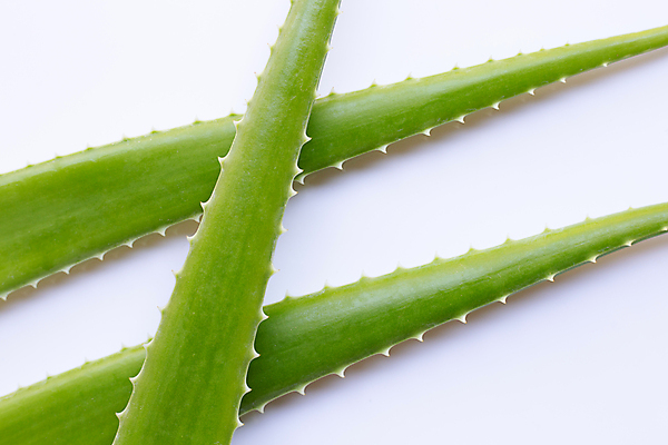 포토 JPG 해외이미지 스튜디오촬영 실내 사람없음 흰배경 알로에 해외포토 식물 백그라운드 내부 흰색 파일형식 이미지허브