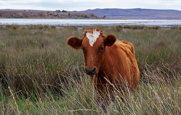 포토 JPG 해외이미지 호수 사람없음 갈색 하트 점 소 심볼 진흙 이마 해외포토 모양 컬러 포유류 파일형식 이미지허브