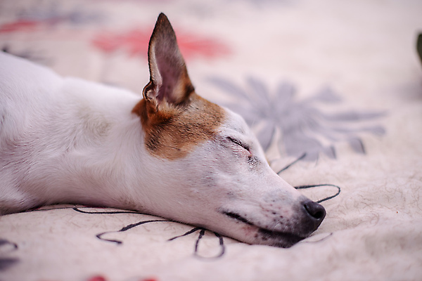 포토 JPG 해외이미지 동물 1 휴식 실내 피곤 사람없음 반려동물 쌓기 흰색 침대 잠 개 강아지 작음 테리어 코 귀 송곳니 경보 동반자 해외포토 컬러 가구 컨셉 포유류 모션 내부 신체부위 치아 크기 파일형식 이미지허브