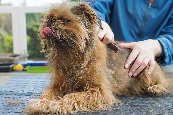 포토 JPG 해외이미지 탁자 실내 한명 상반신 성인 앞모습 반려동물 잡기 개 돌봄 애견미용 애견빗 성인한명만 해외포토 동물 1 뷰포인트 가구 포유류 모션 사람 내부 뷰티 애견용품 성인만 파일형식 이미지허브