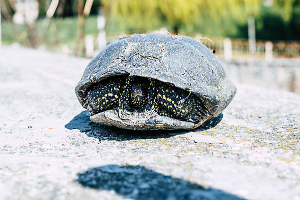 포토 JPG 해외이미지 동물 응시 야생동물 모래 바다 백그라운드 파충류 자연 추상 휴식 따뜻함 동물원 양서류 사람없음 가로 초록색 물 반려동물 햇빛 태양 노란색 머리 침묵 젖음 껍질 조약돌 죽음 아기 거북이 쓰레기 위험 플라스틱 사회이슈 생태계 문제 느림 고립 양발 해외포토 자연요소 시선 컬러 컨셉 무늬 재질 사람 신체부위 소리 돌_바위 파일형식 이미지허브