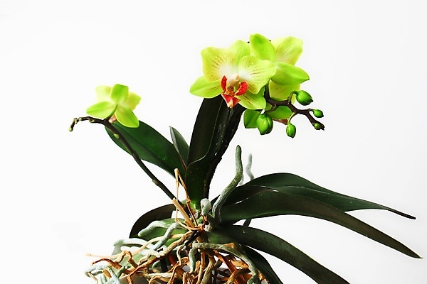 포토 JPG 해외이미지 식물 디자인 꽃잎 꽃 줄기 분홍색 백그라운드 잎 꽃무늬 자연 선물 사람없음 장식 초록색 보라색 검은색 벚꽃 흰색 나뭇가지 신선 개화 난초 우아함 닫기 제비꽃 호접란 강렬 고립 이국적 해외포토 나무 컬러 컨셉 무늬 모션 생태계 파일형식 이미지허브